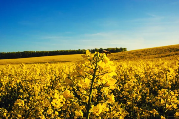 Field of yellow rapeseed against the blue sky — Stock Photo, Image