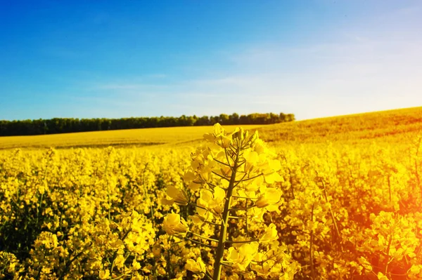 Alan mavi gökyüzü sarı kolza tohumu — Stok fotoğraf