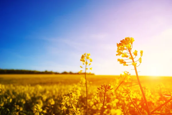 Gelber Raps gegen den blauen Himmel — Stockfoto