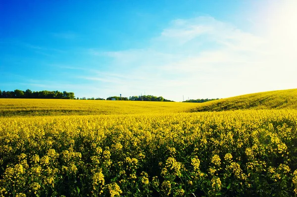 Gebied van geel koolzaad tegen de blauwe hemel — Stockfoto