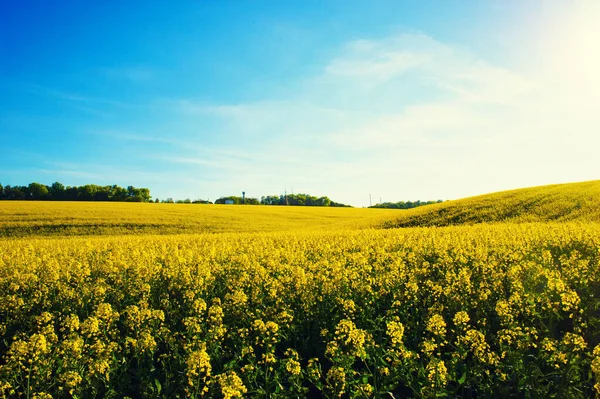 Campo de colza amarela contra o céu azul — Fotografia de Stock