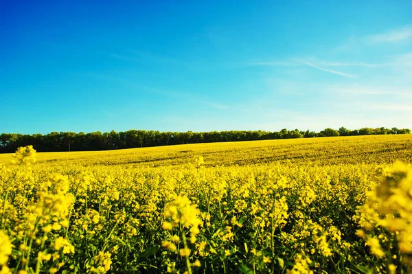 Campo de colza amarilla contra el cielo azul —  Fotos de Stock