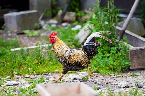 Bir çiftlikte tavuk — Stok fotoğraf