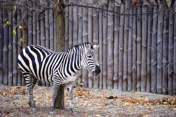 Retrato Zebra Bonito Vida Selvagem — Fotografia de Stock