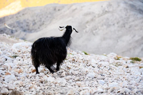 Один гірський козел стоячи на вершині гори Тахтали, ту — стокове фото