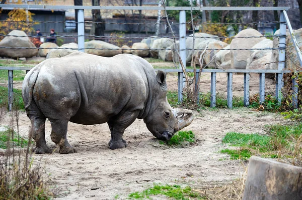 En vit noshörning / noshörning — Stockfoto