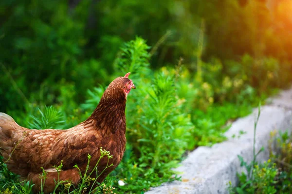 Bir çiftlikte tavuk — Stok fotoğraf