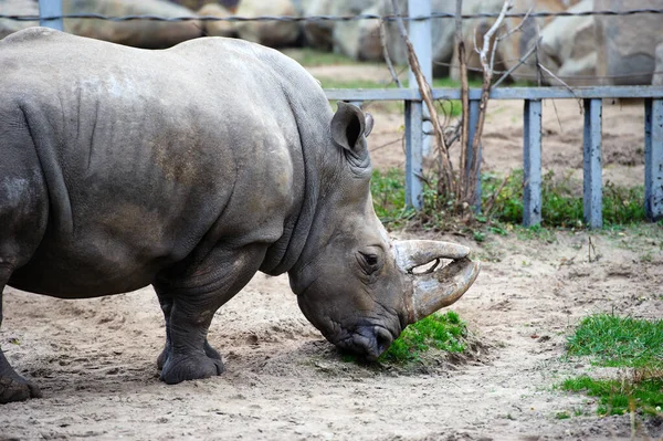 Белый носорог / носорог — стоковое фото