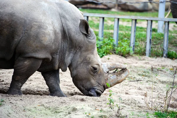 Un rinoceronte blanco / rinoceronte —  Fotos de Stock