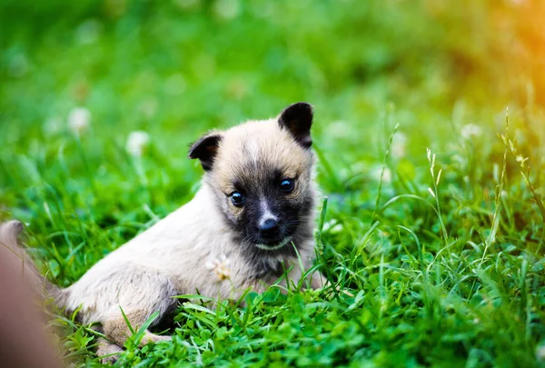 Puppies playing on green grass — Stock Photo, Image