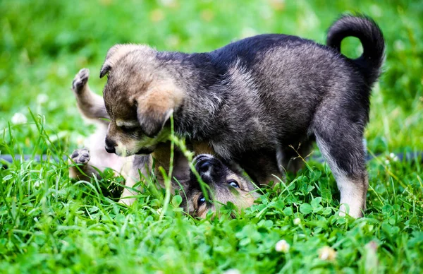 Cuccioli che giocano su erba verde — Foto Stock