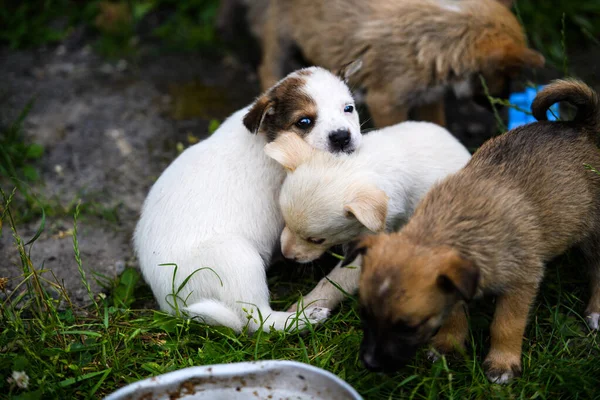 Cachorros jugando sobre hierba verde — Foto de Stock