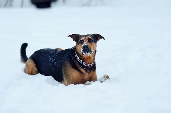 Chien joue dans la neige — Photo