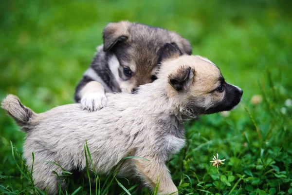 Anak anjing bermain di rumput hijau — Stok Foto