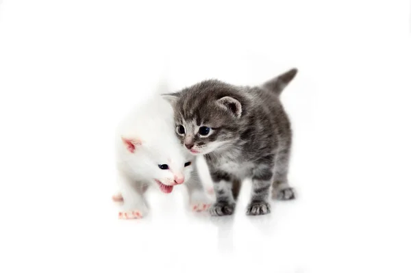 Gatinhos bonitos pequenos isolados no fundo branco — Fotografia de Stock