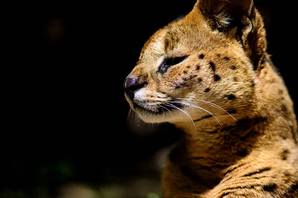 Magnifique chat serval — Photo