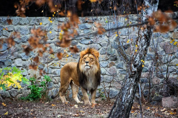 Schöner mächtiger Löwe — Stockfoto