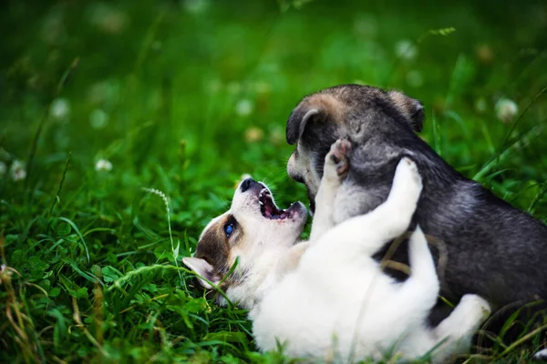 Cachorros jugando sobre hierba verde —  Fotos de Stock