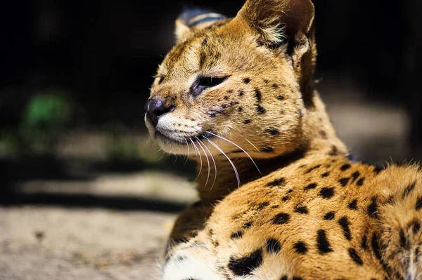 Schöne Serval-Katze — Stockfoto