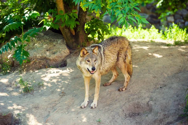 Loup gris (Canis lupus) Portrait — Photo