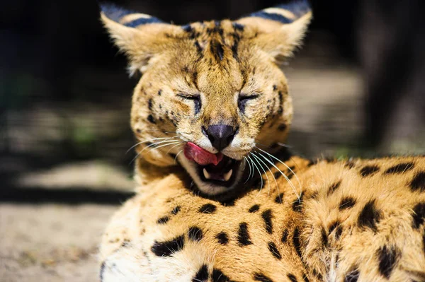 Krásný serval kočka — Stock fotografie