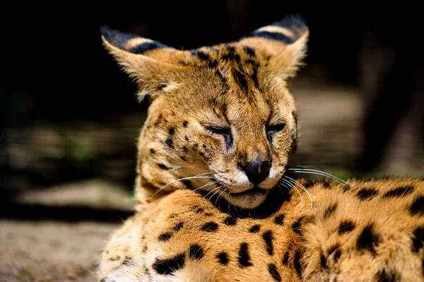 Hermoso gato serval — Foto de Stock