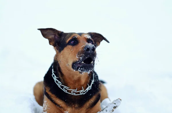 Собака играет в снегу — стоковое фото