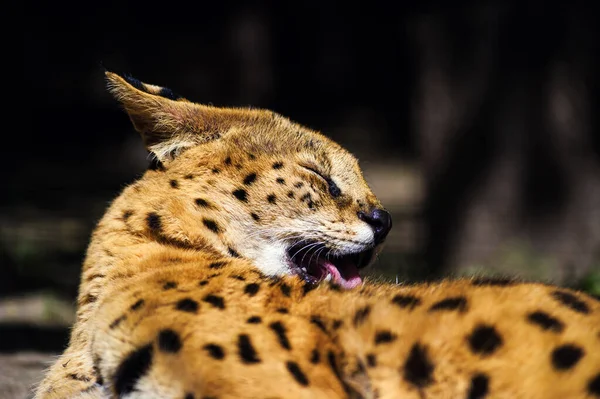 Magnifique chat serval — Photo