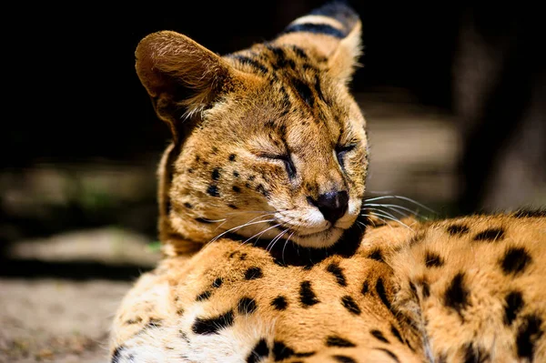 Beautiful serval cat — Stock Photo, Image