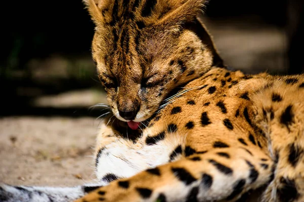 Beautiful serval cat — Stock Photo, Image