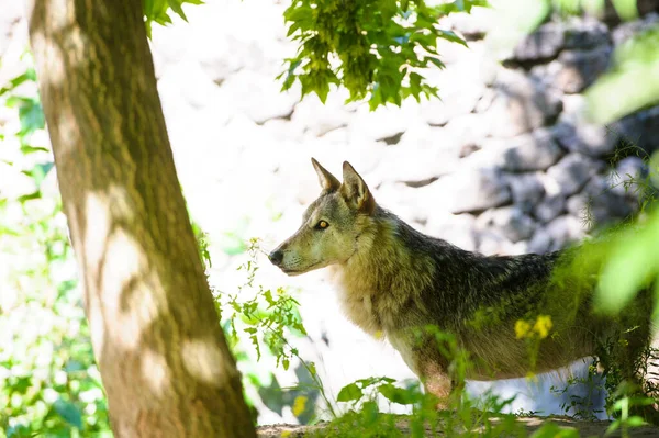 Grijze Wolven (Canis lupus) portret — Stockfoto