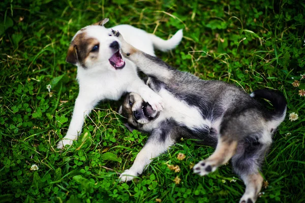 Cachorros jugando sobre hierba verde — Foto de Stock