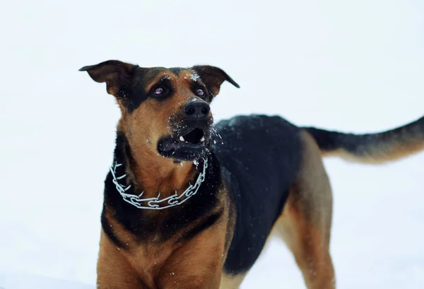 Cão está brincando na neve — Fotografia de Stock