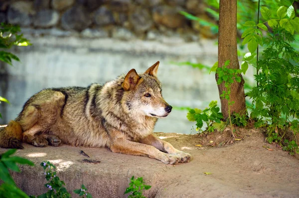 灰色オオカミ (Canis lupus) の肖像画 — ストック写真