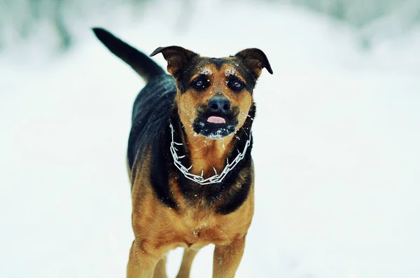 Anjing Menggemaskan Lucu Fokus Selektif — Stok Foto