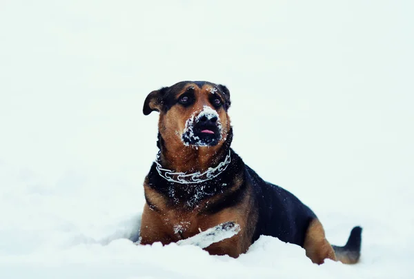 Pes se hraje ve sněhu — Stock fotografie