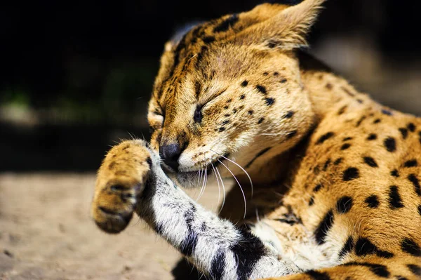 Beautiful serval cat — Stock Photo, Image