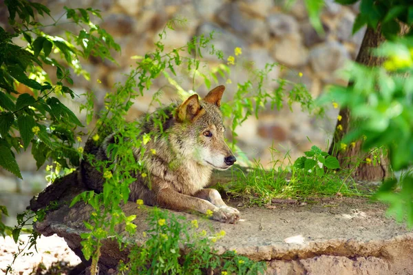 Lobo gris (Canis lupus) Retrato — Foto de Stock