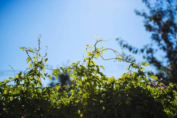 Blatthopfen an sonnigen Tagen — Stockfoto