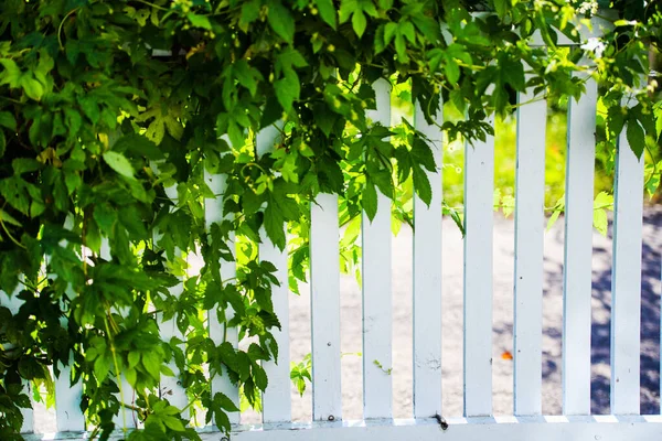 Blatthopfen an sonnigen Tagen — Stockfoto