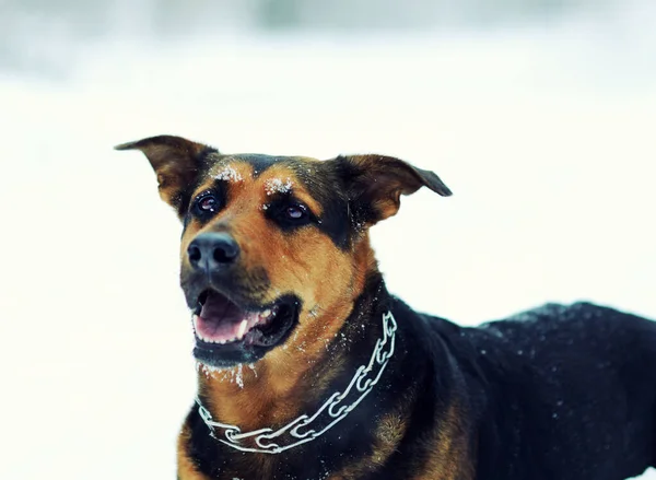 Leuke Schattige Hond Selectieve Focus — Stockfoto