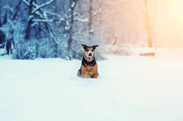 Милая Очаровательная Собака Избирательный Фокус — стоковое фото