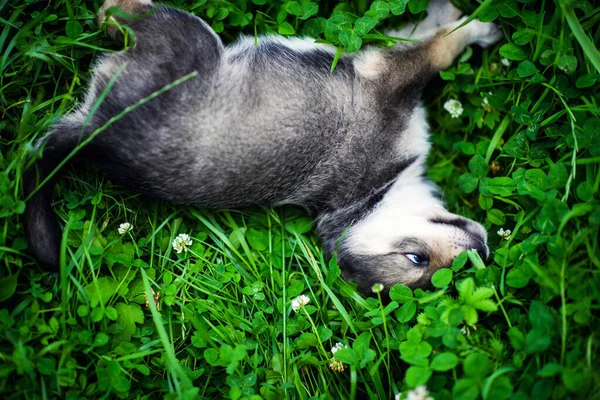 Cachorros brincando na grama verde — Fotografia de Stock