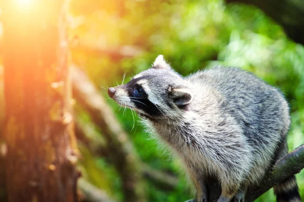 Nyfiken Raccoon (Procyon lotor), även känd som Nordamerika — Stockfoto