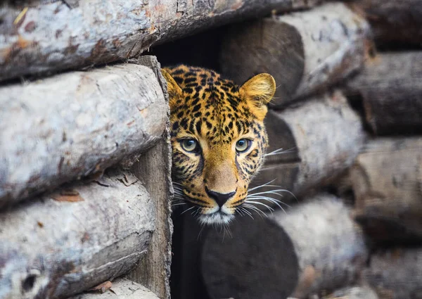 Leopard, beautiful portrait — Stock Photo, Image