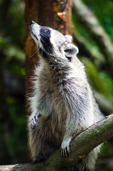 Guaxinim curioso (Procyon lotor), também conhecido como a América do Norte — Fotografia de Stock