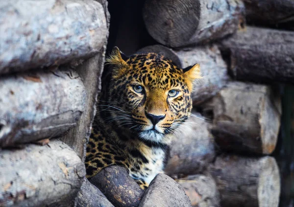 Leopardo, hermoso retrato — Foto de Stock