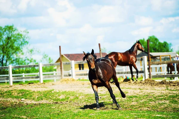 Galope de corrida de cavalos no prado — Fotografia de Stock