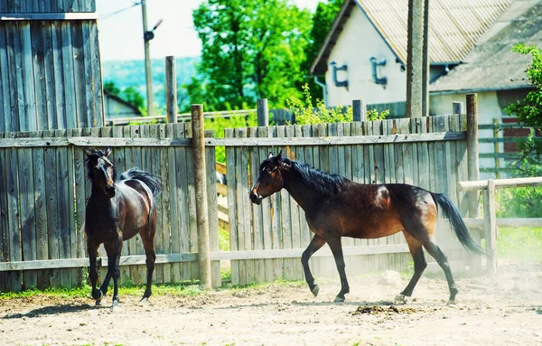 ギャロップを草原を走る馬 — ストック写真