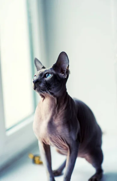 Sfinks kot w domu — Zdjęcie stockowe